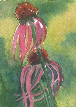 "Coneflowers" by Barbara Kettner, Viola WI - Watercolor - SOLD